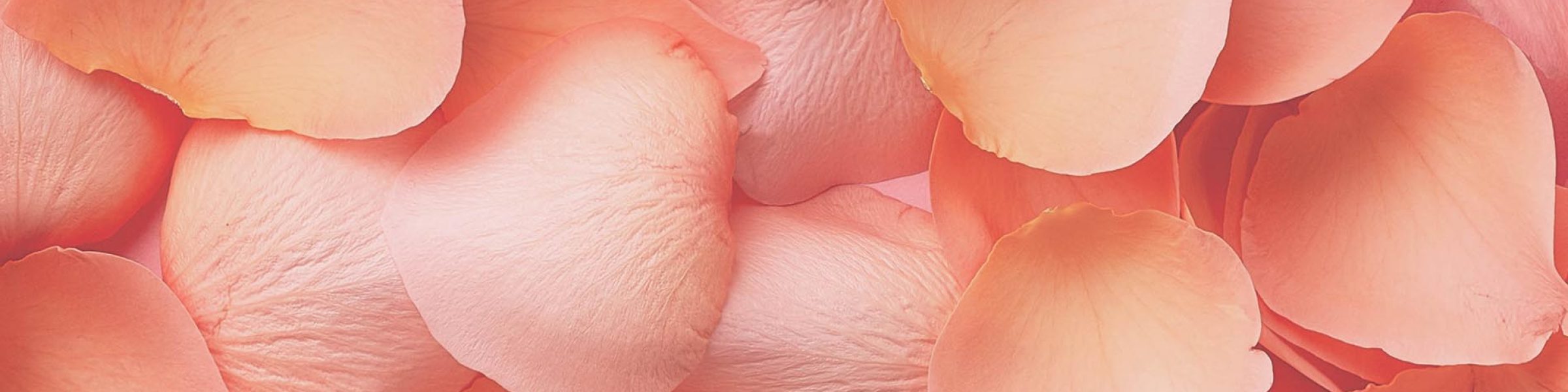 Frame of pink rose petals